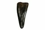 Theropod Premaxillary Tooth - Judith River Formation #185203-1